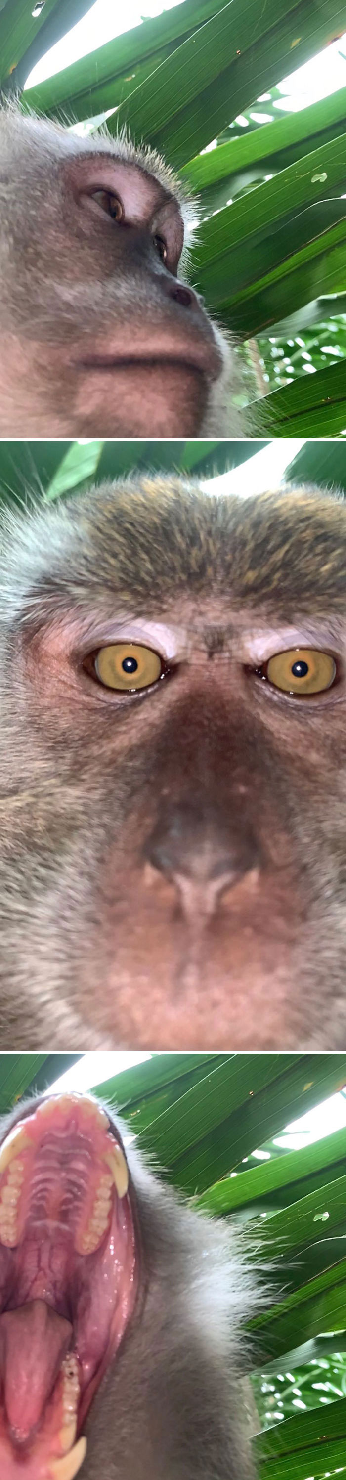 Monkey Steals Guy’s Phone, ‘Takes’ A Bunch Of Selfies