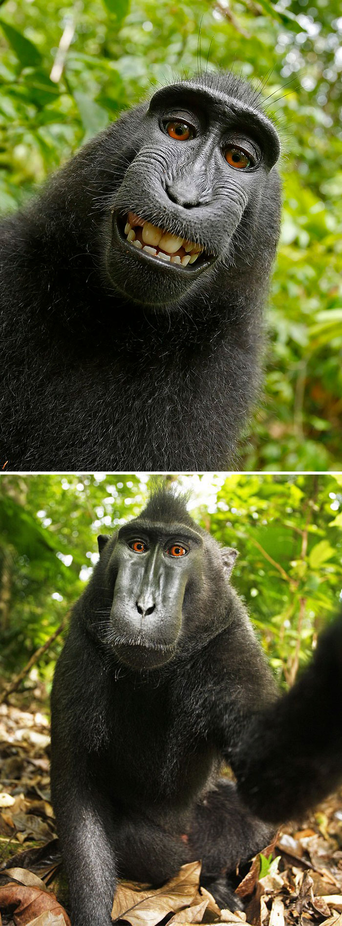 Self-Portrait Of A Female Celebes Crested Macaque, Who Had Picked Up Photographer David Slater's Camera And Photographed Herself With It