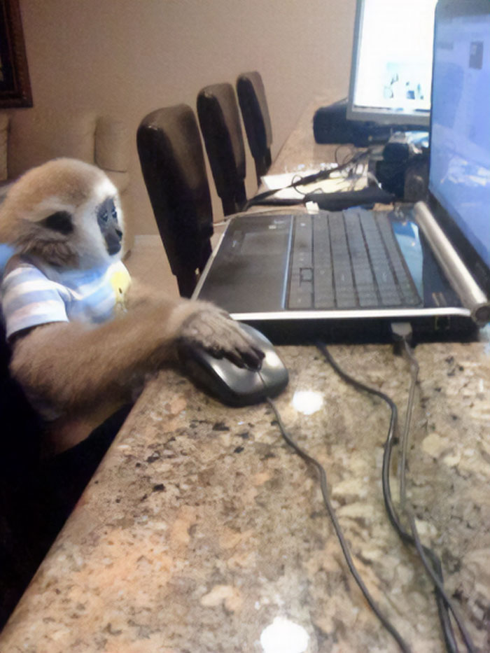 On The Internet No One Knows You're A Monkey. No One