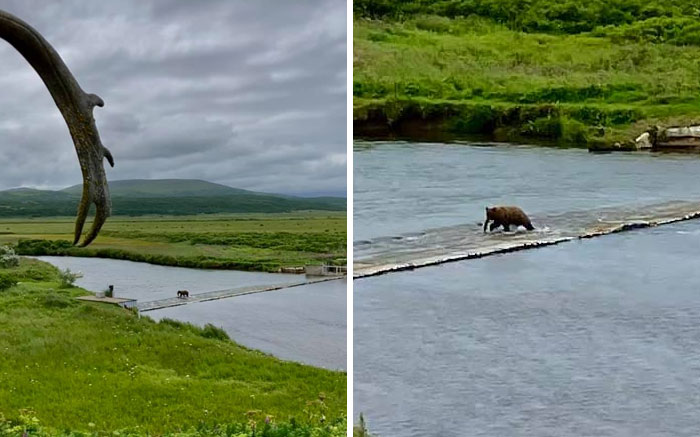 This Might Be The First Photo Of An Alaska Dwarf Elephant In The Wild
