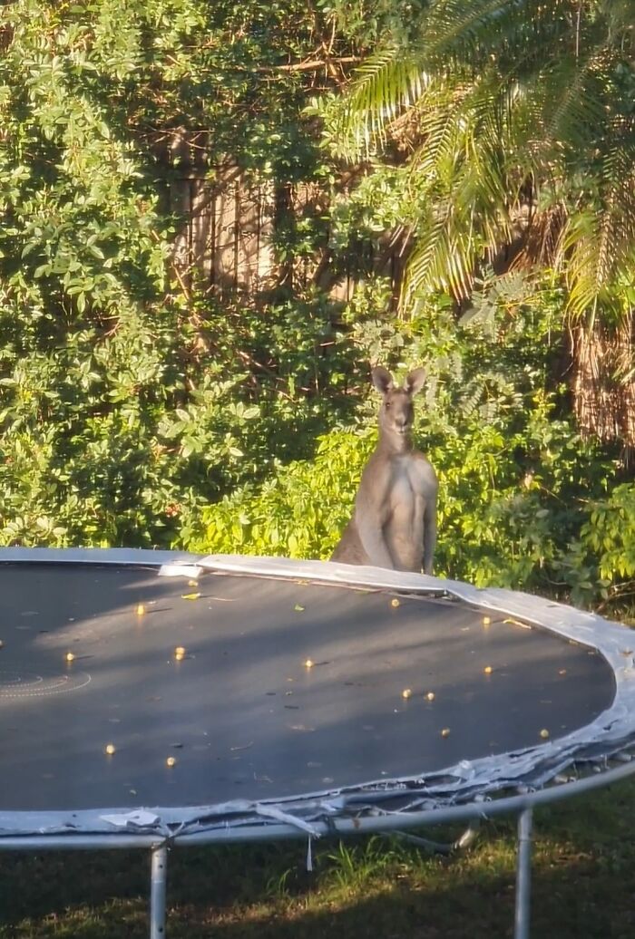 Big Boi Trevor Stalking Me In My Backyard As Usual. 14ft Trampoline For Scale