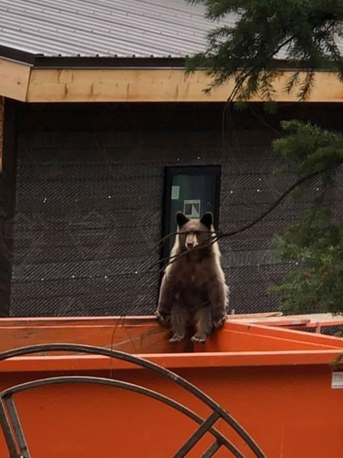 Sólo un oso esperando un sabroso depósito de basura
