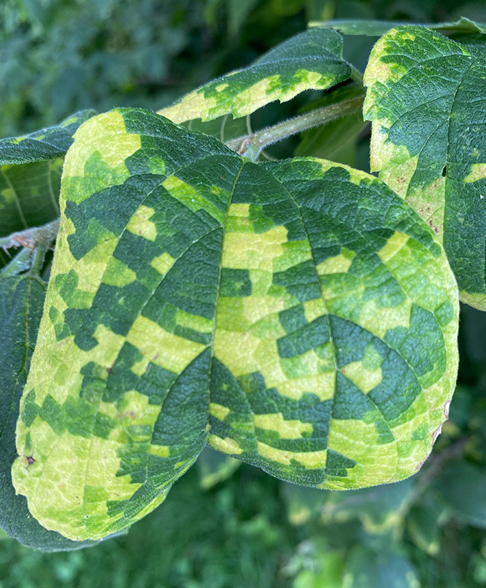 This Diseased Leaf That Looks Pixilated