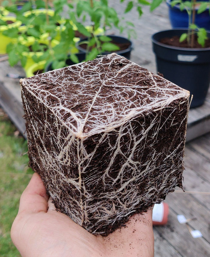 This Cube Of Tomato Roots