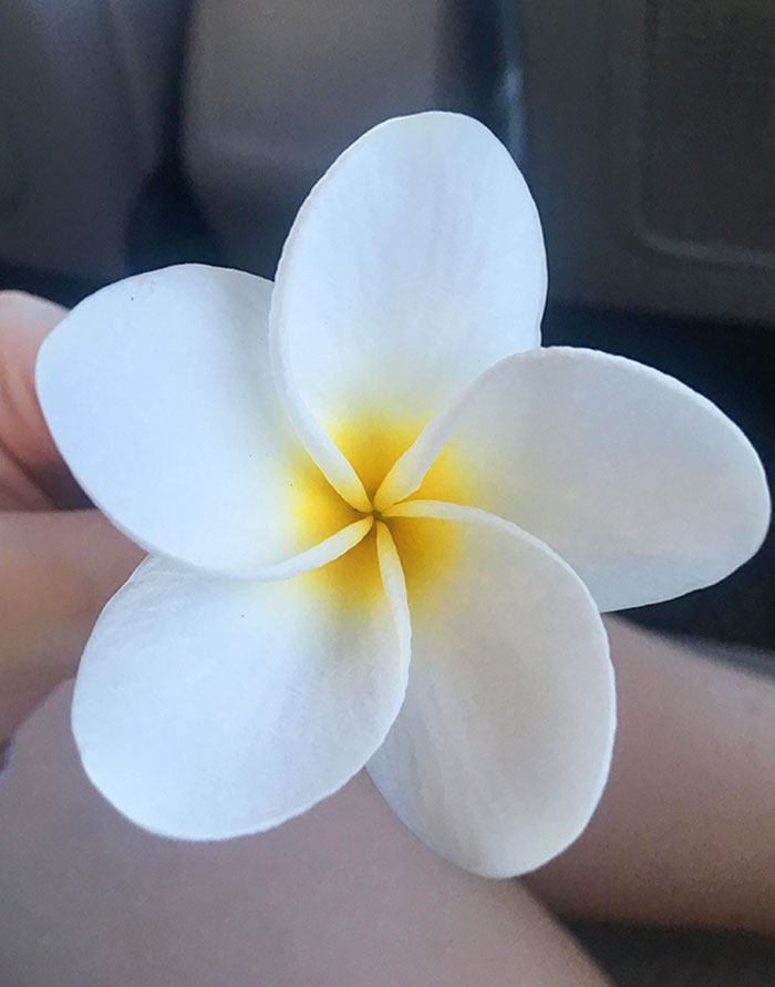 A Flower I Found In Hawaii A Few Months Ago