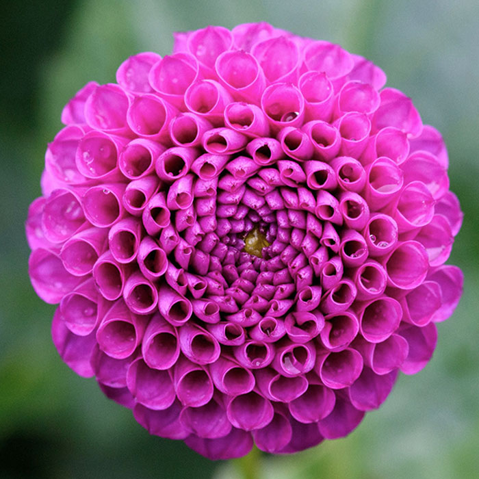 The Symmetry Of This Flower's Petals