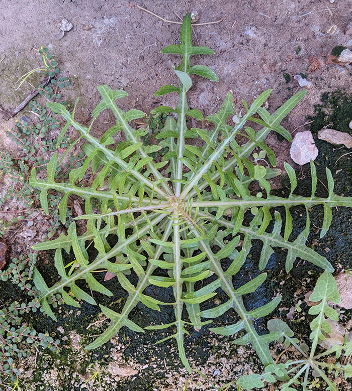 The Symmetry Of This Weed