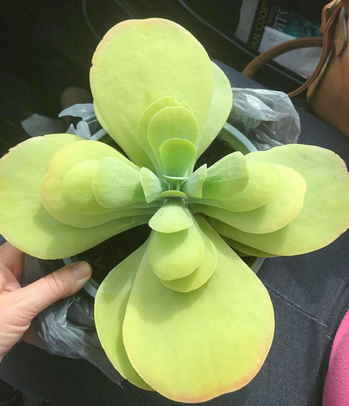 Can We All Appreciate The Beauty And Symmetry Of This Flapjack Succulent?