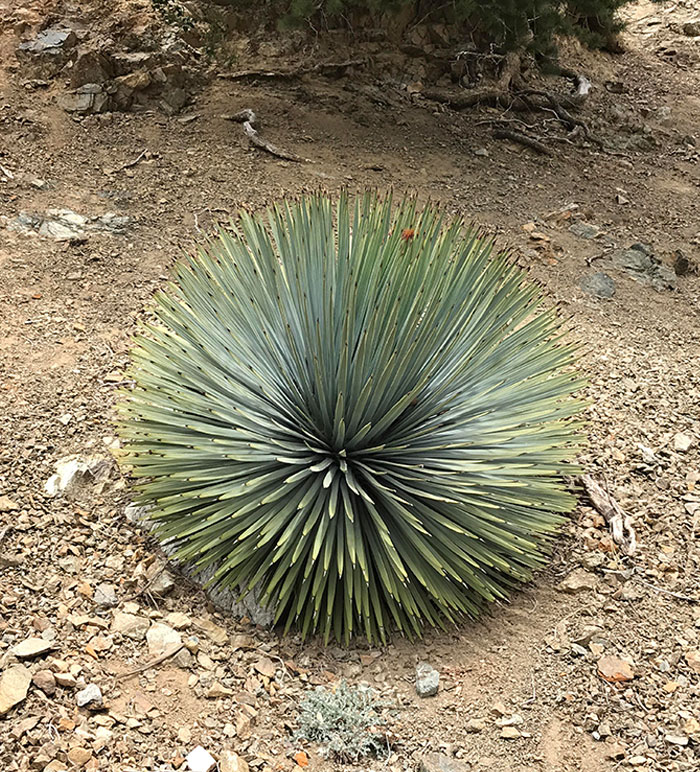 How Round This Plant Is