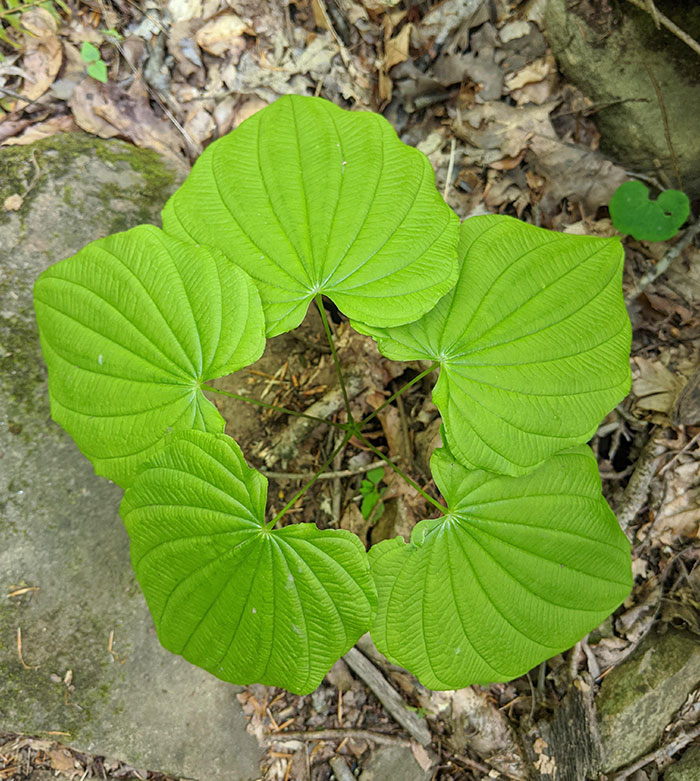 Saw This Very Symmetrical Plant On My Hike