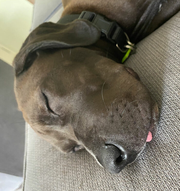 His Tongue Pokes Out When He Sleeps