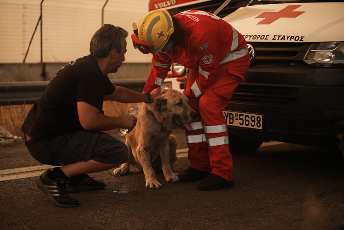 13 Momentos sin precedentes de los terribles incendios en la isla de Evia, Grecia