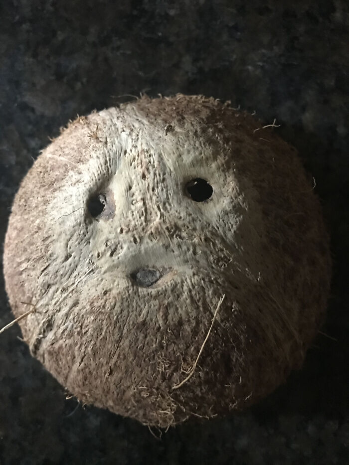 Wilson, The Coconut Pandemic Friend