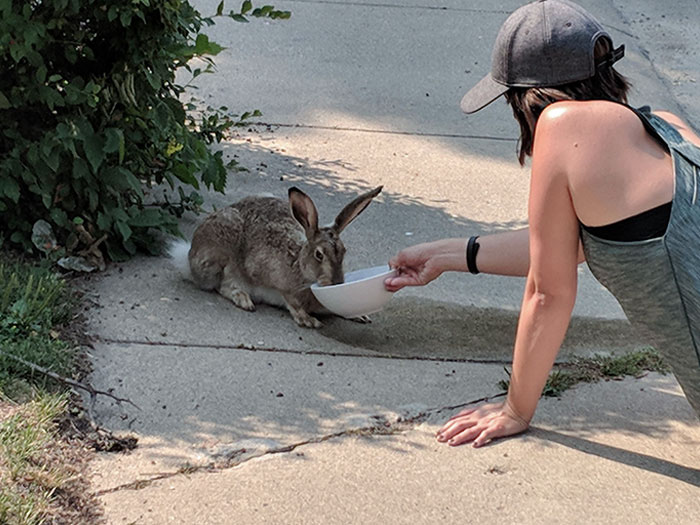 Giving Water To A Dehydrated Bunny In 100-Degree Heat