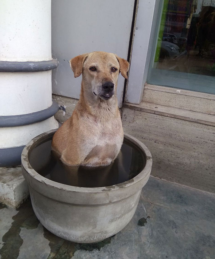 Mom Found This Good Boye Outside A Store In 40 Degrees Heat