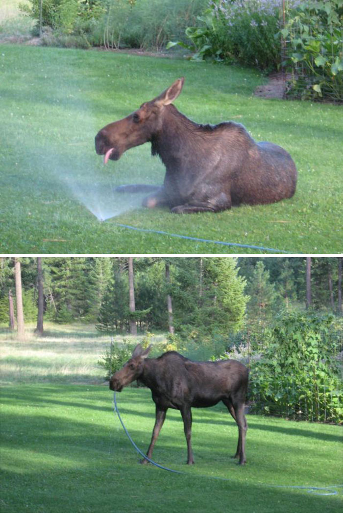 Moose Finds Water On A Hot Day