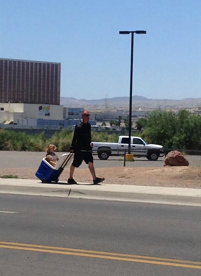 Guy In Hot Arizona Heat Did Not Want His Dog's Paws To Burn So He Pulls Him In A Cooler