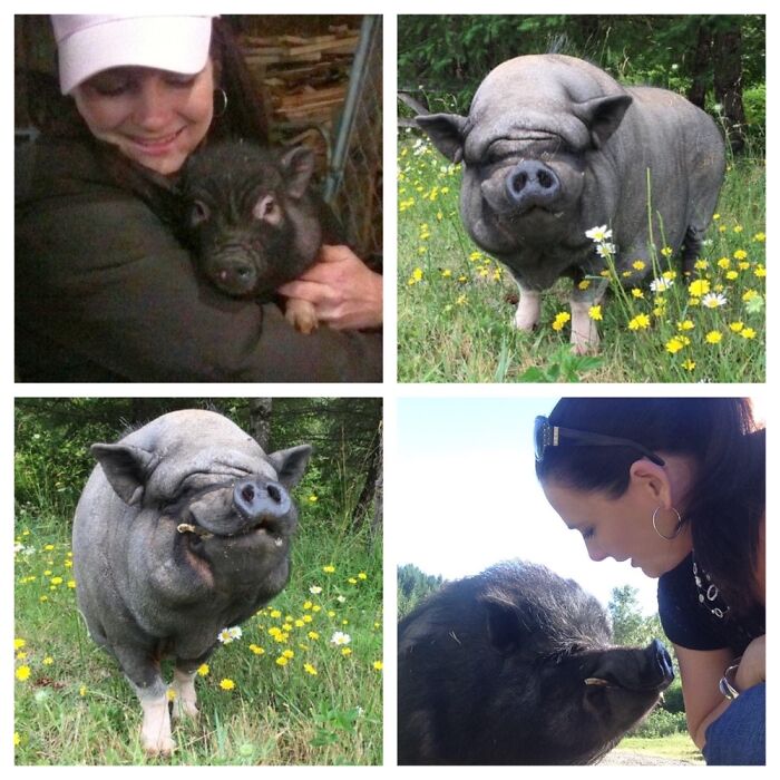 Leonard Little Baby Piglet In My Arms, To Around 180 Lbs