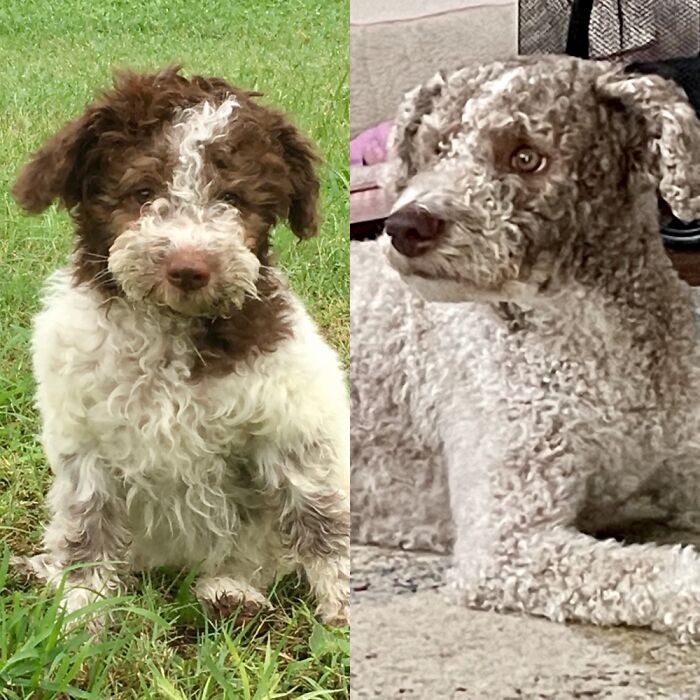 Winnie At 9 Weeks And 3 Years. The Infamous Lagotto Fading Gene!