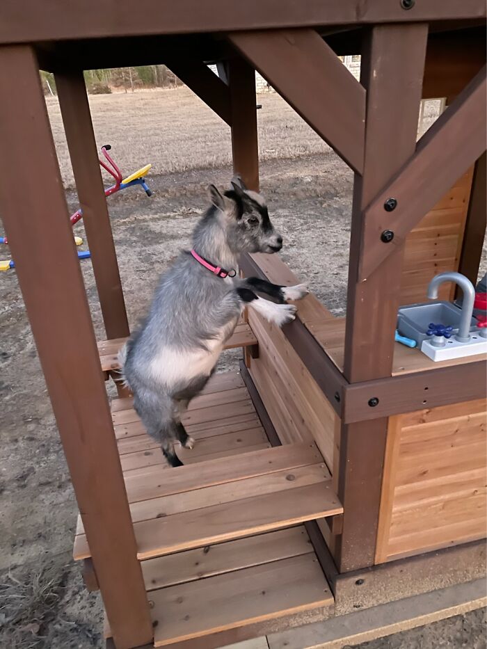 My Goat Likes To Order Food From My Daughters Outdoor Kitchen. Hay Salad Please