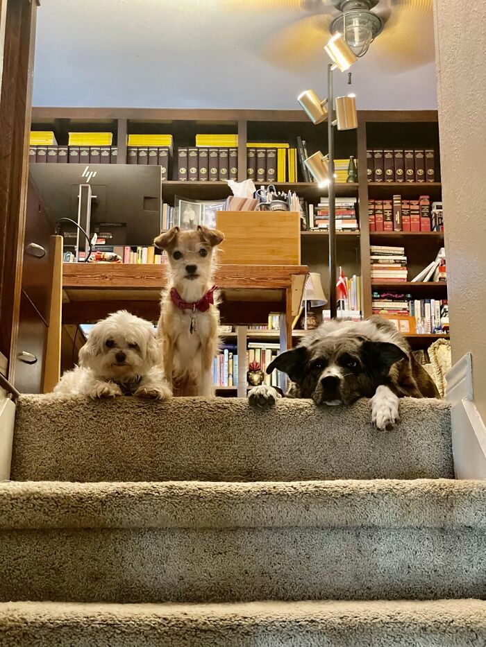 Buster, Stella And Laila. “Mom When Are You Coming Back Up To Work?”