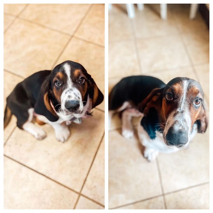 10 Weeks To 6 Months. She’s A Good Girl!