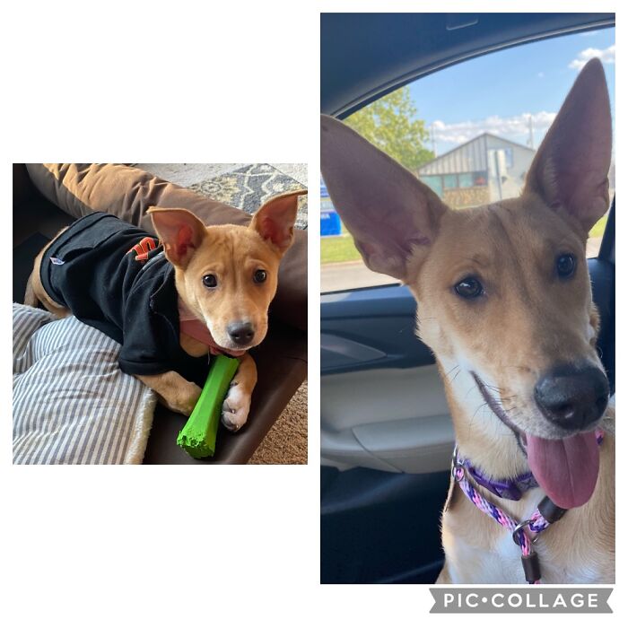 Brooke The Rescue, When We Brought Her Home And Now. (6 Months Later)