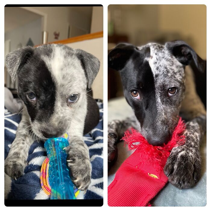 6 Weeks Old And 6 Months Old