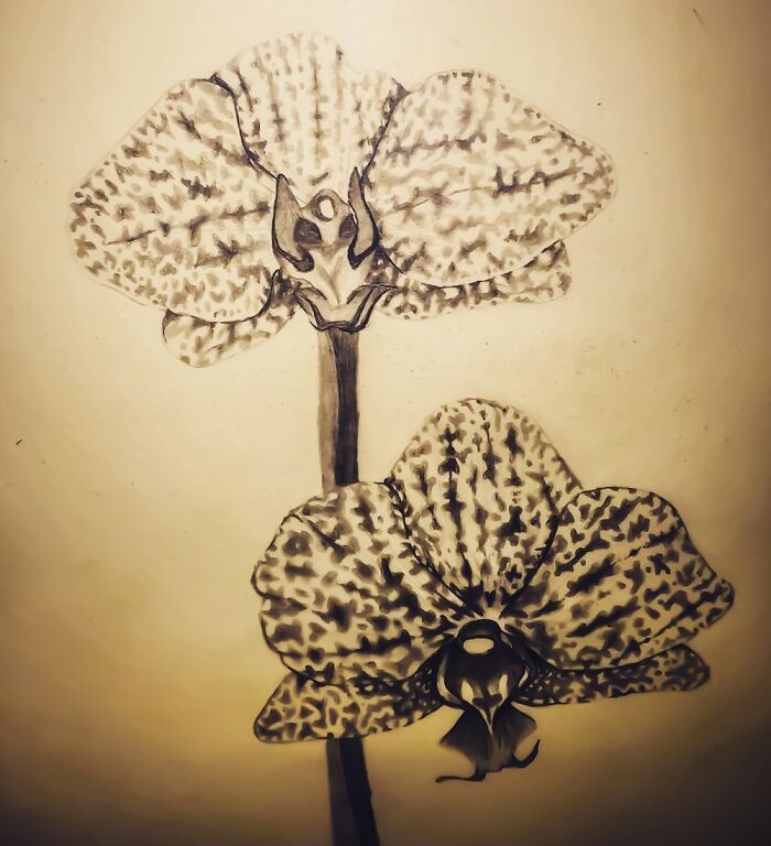 Orchid Drawing I Did For My Mom For Mother’s Day