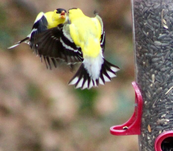 Getting Into A Spat At My Bird Feeder