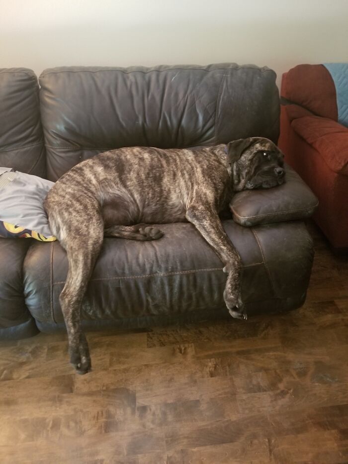 You Want To Sit On This Couch? Sorry, Only Room For One Mastiff!