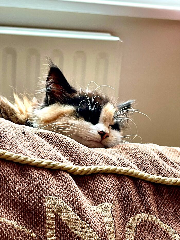 Sleeping Kitten #iphonephotography #petphotography