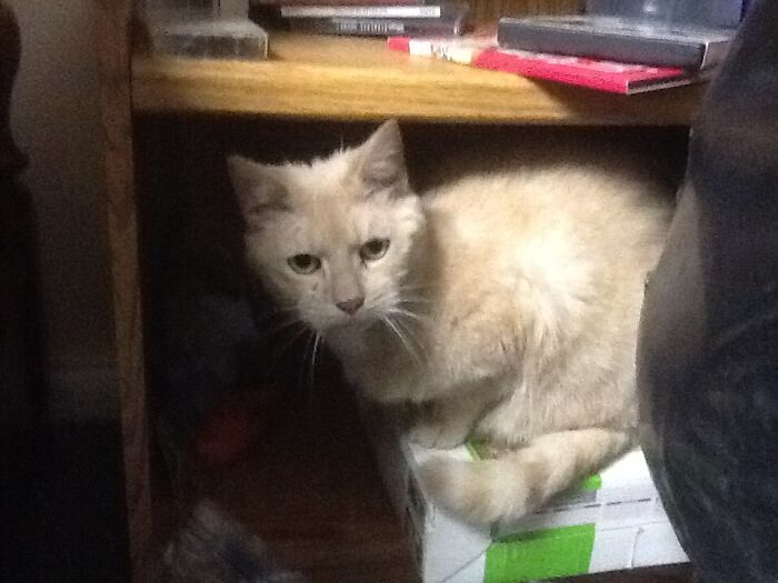 Stripey..... My 4yo’s Kittieh. She Wanted This Orange Stripey Kitten “Her Whole Life”