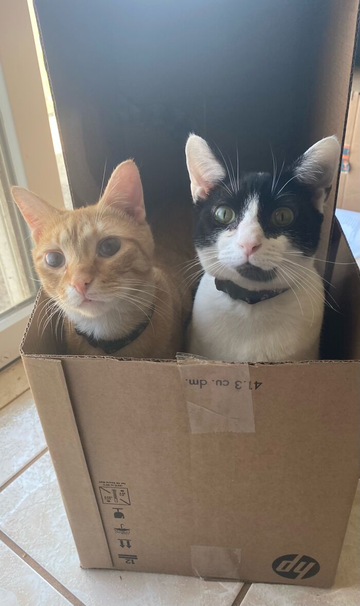 Our Blind Kitten And His Brother In A Box