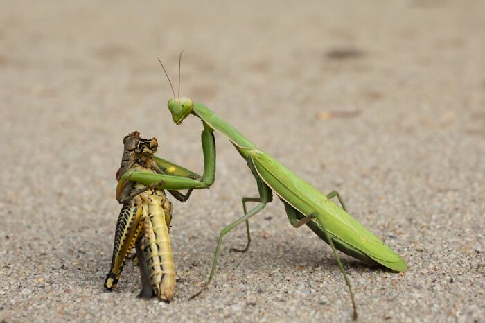 Preying Mantis Enjoying A Grasshopper Dinner