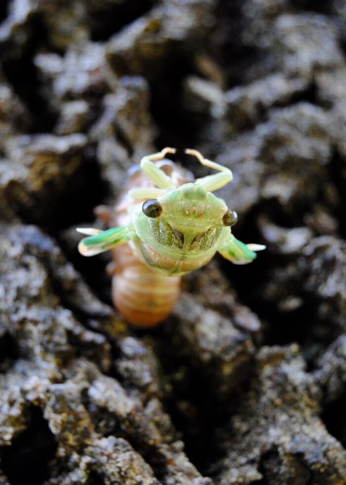 A Winged Cicada Emerging From Its Subterranean Nymph Shell. [location: Nw Missouri, USA]