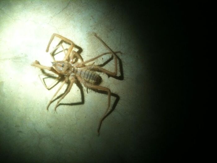 Camel Spider In Burkina Faso. They Run Up To 10mph & Scream. Mostly Harmless But Still Scary