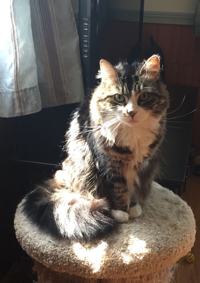 Miss Disco. Now 14 An Near The End. A Sunny Floof From Younger Years.