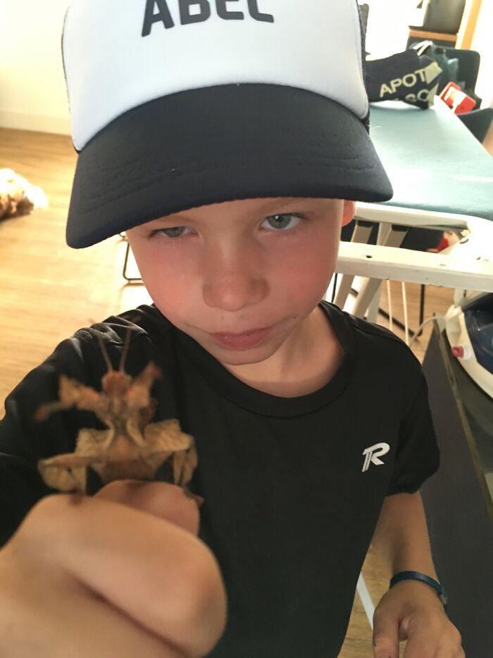 This Is My Son With On Of His Australian Giant Prickly Stick Insect (Extatosoma Tiaratum)