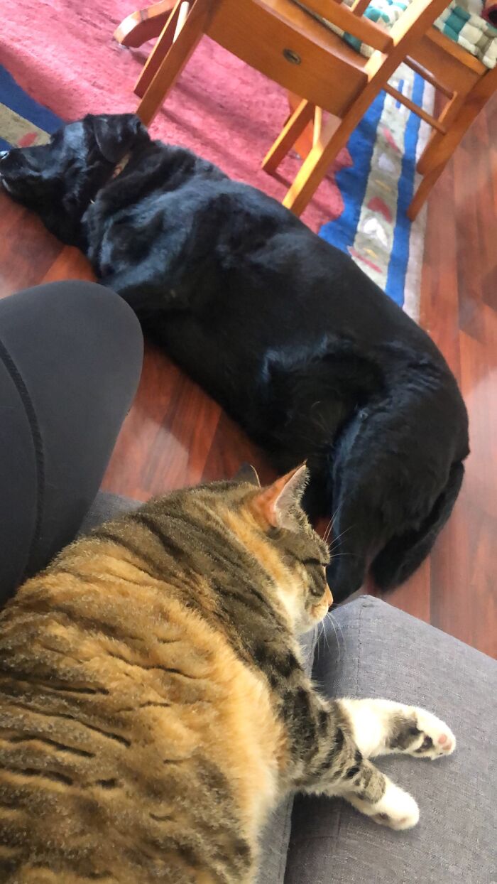 Our Cat And Dog Do Everything Together…especially When It Comes To Snoozes!