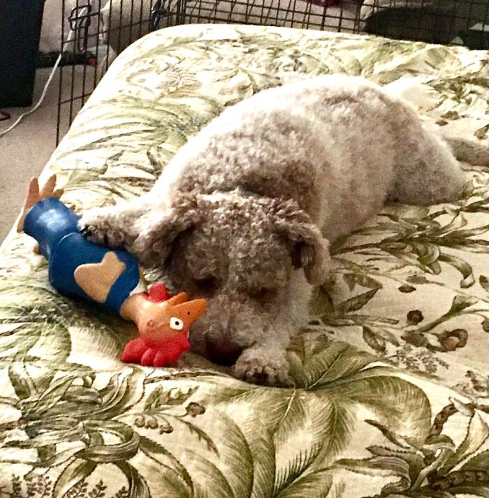 This Is Winnie And Baby Chicken. She Loves That Toy. I Love Her!