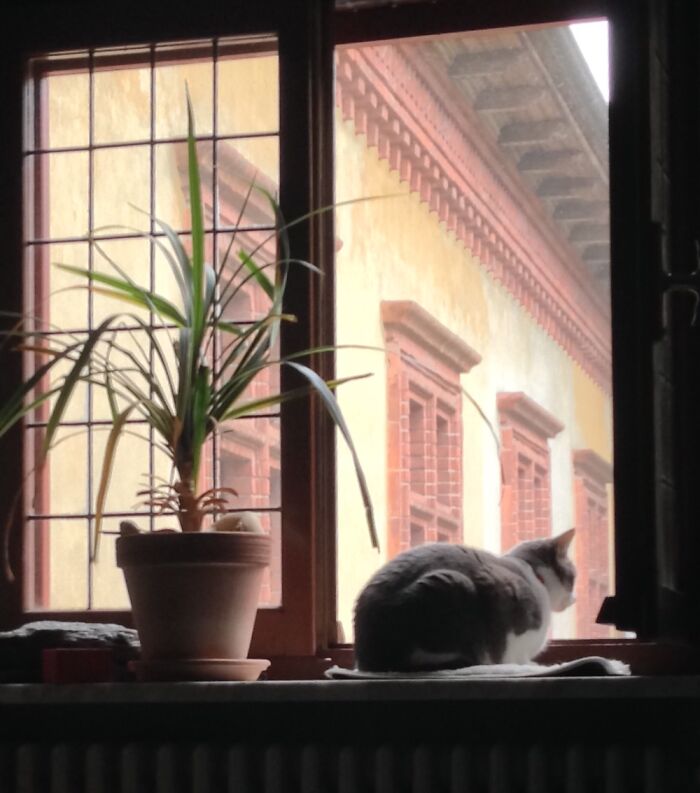 My Cat Nena Looking Out The Window From Our Apartment In Northern Italy
