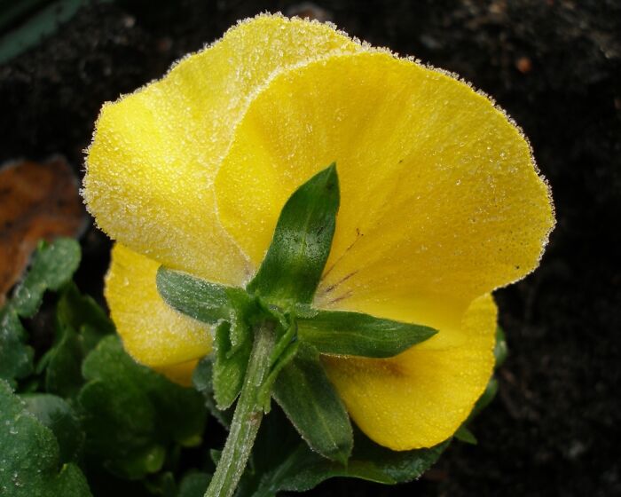 Frost On Pansy - Switzerland