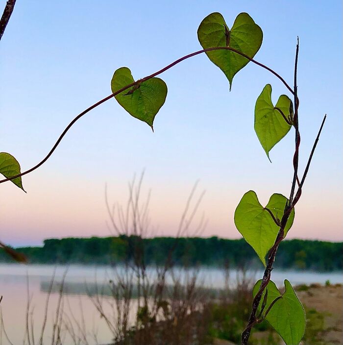 Heart Vines Along The Illinois River