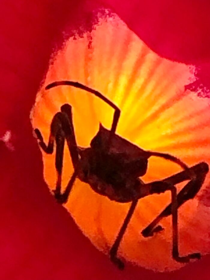 A Bug In A Blossom At Sunset, My Illinois Gardens