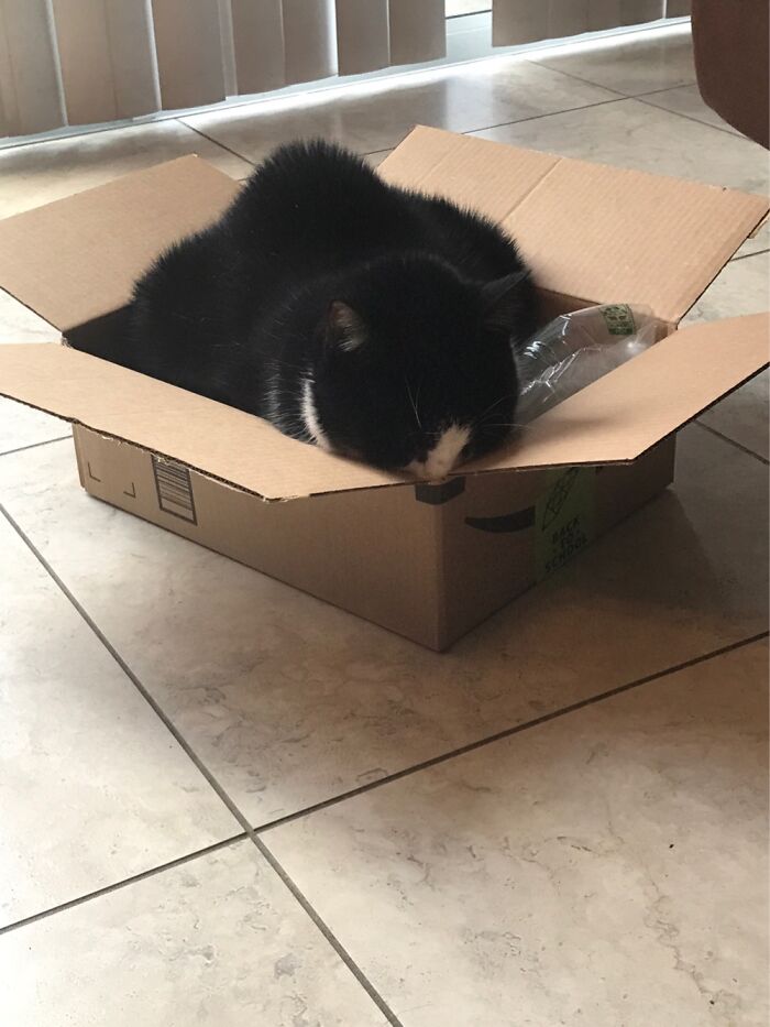 Xxxl Sized Cat Loafed In A L Sized Box