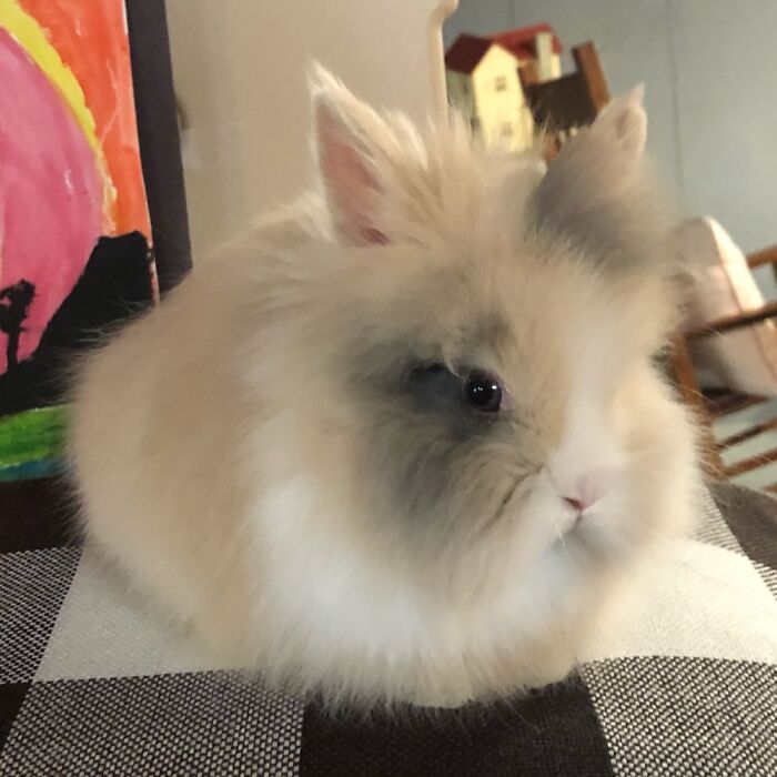 Bunny Loaf