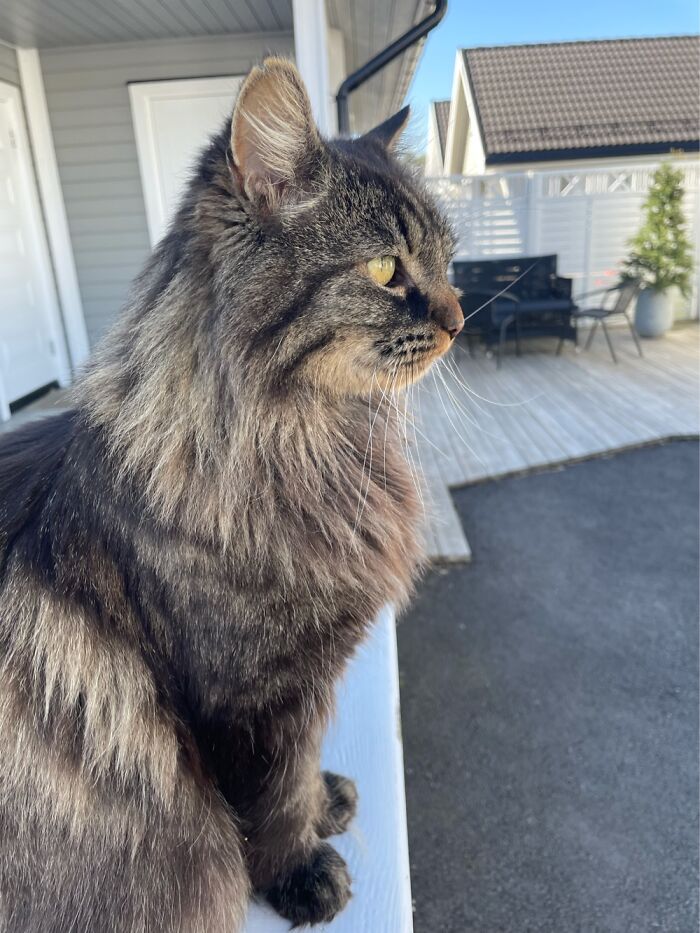 Animals And Allergi?&hellip;