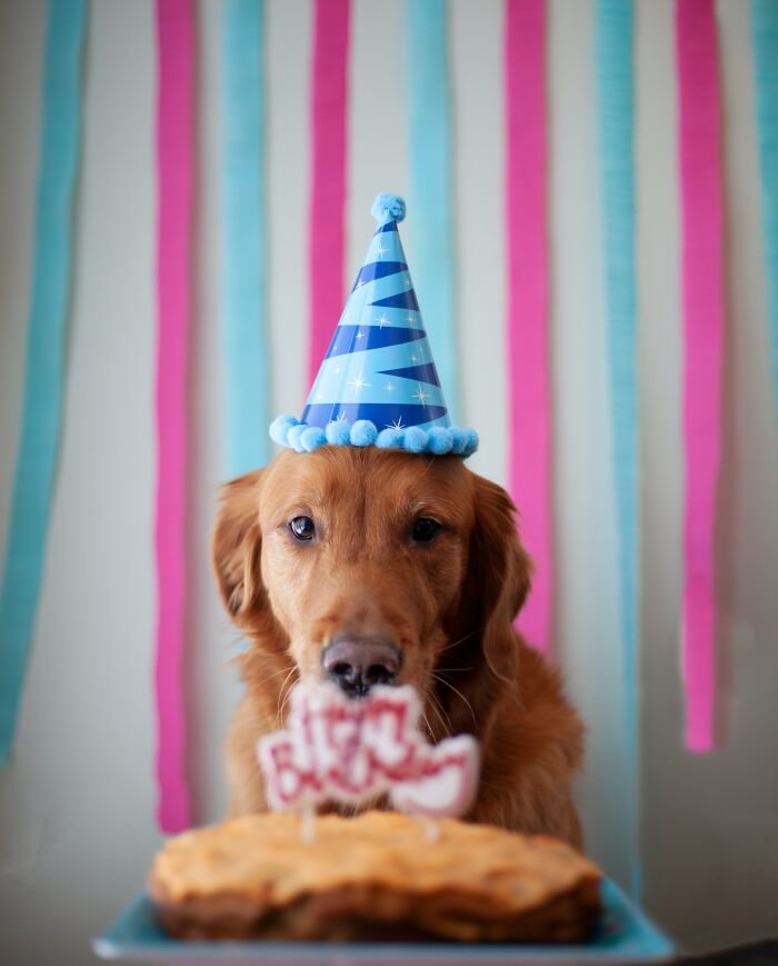 Mito: 1 año humano = 7 años de perro
