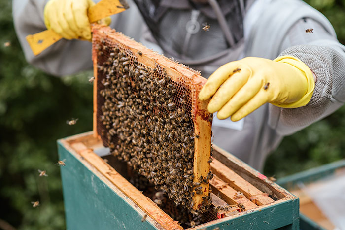 Este vecindario planta cara a un apicultor después de que se negara a renunciar a su pasatiempo por el bien de un niño alérgico a las abejas